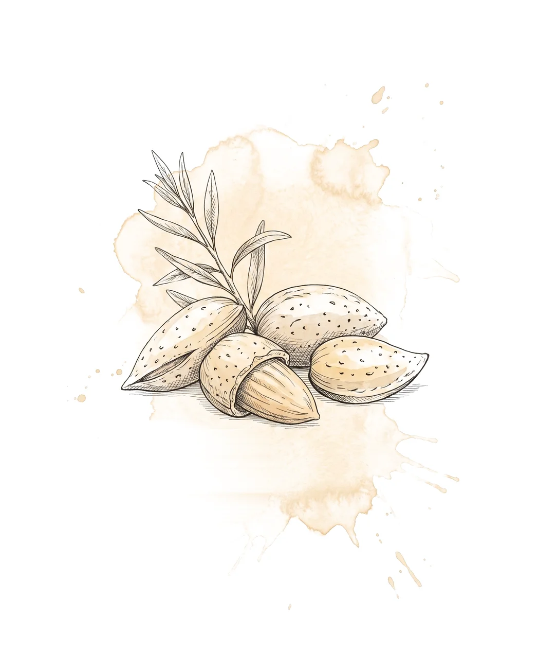 Mamra almonds, painterly illustration