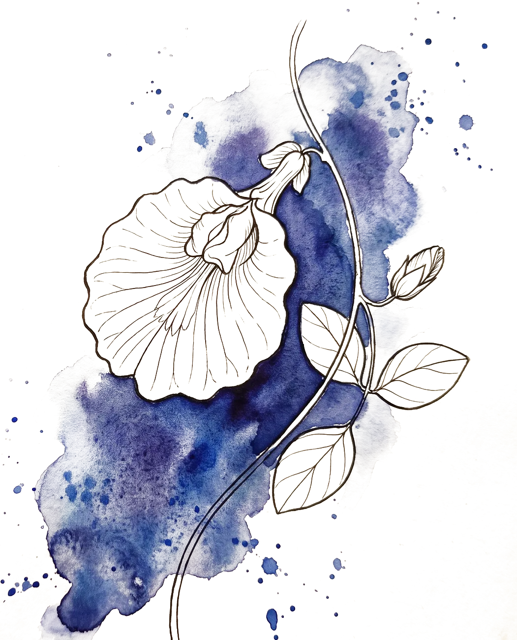 Painterly illustration of butterfly blue pea flowers