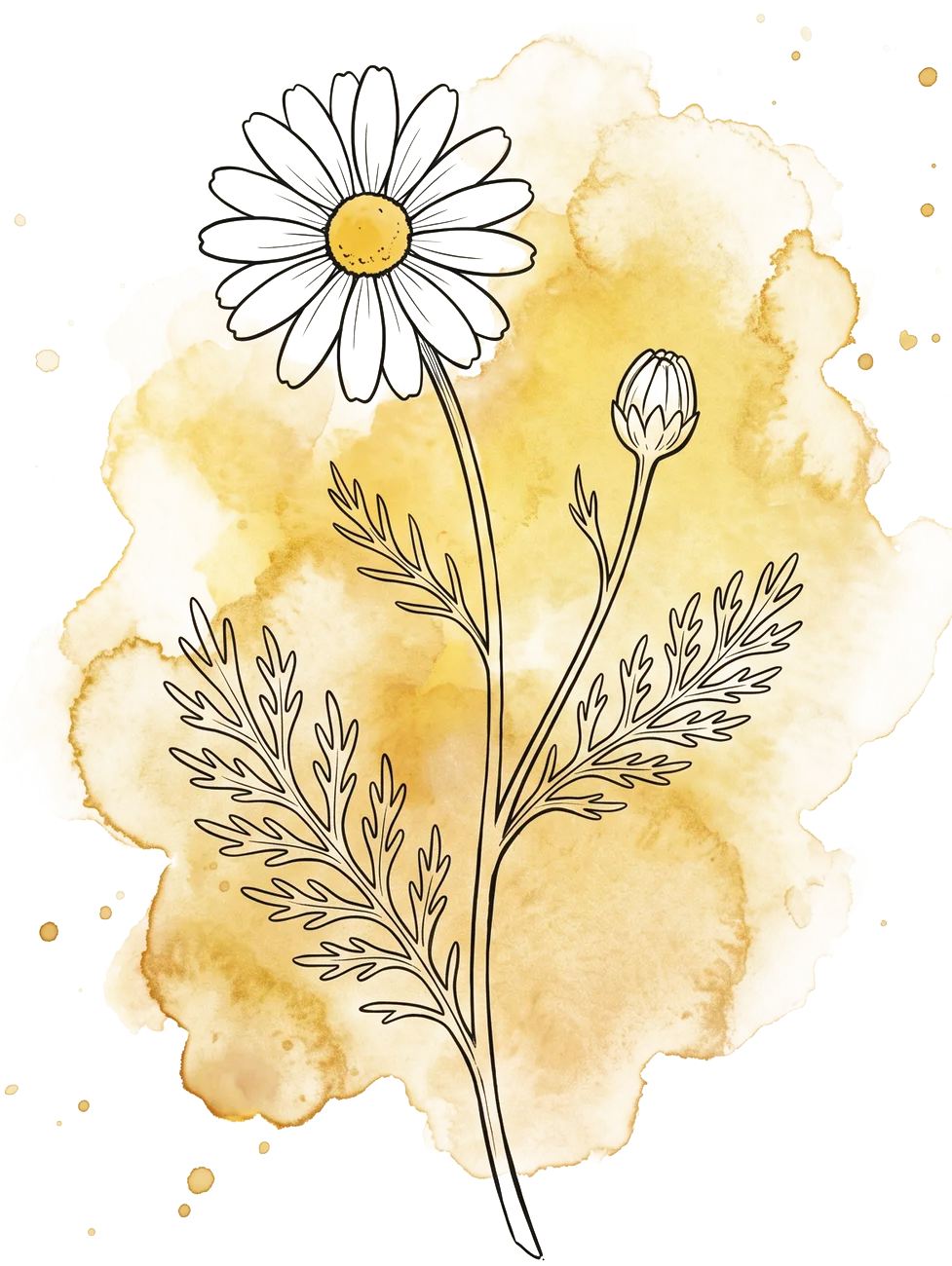 Chamomile blossoms, painterly illustration