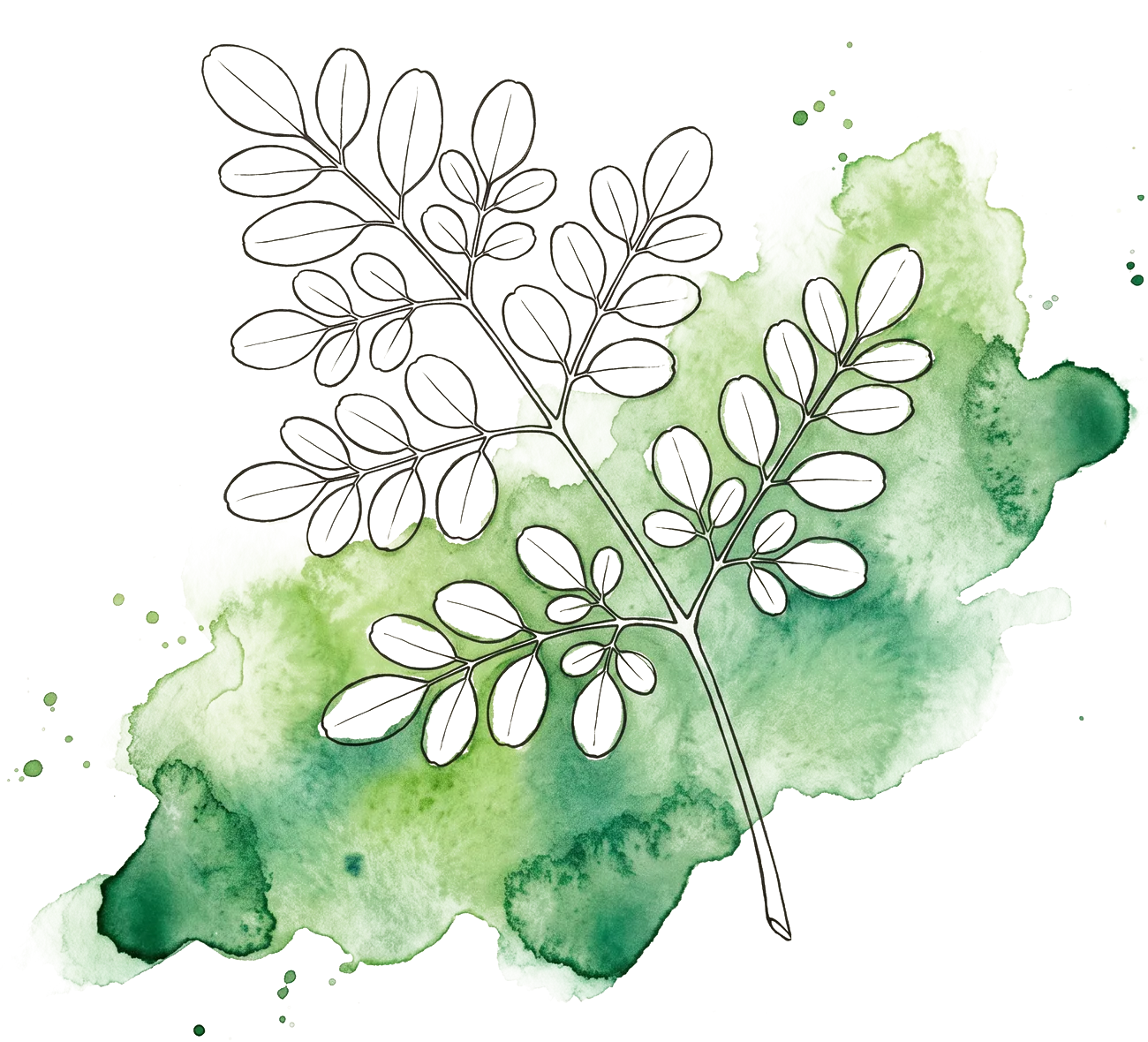 Moringa leaves, painterly illustration