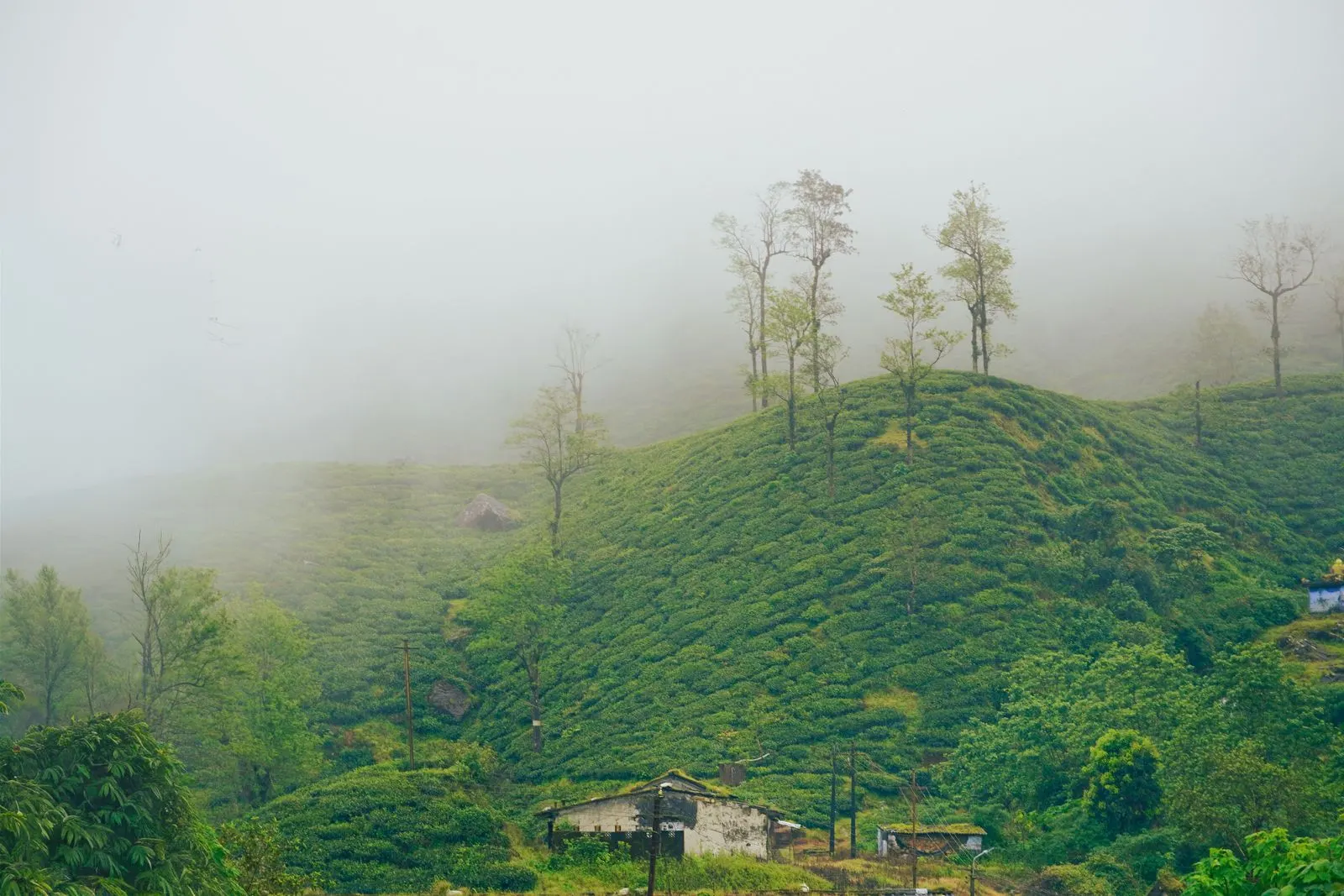 Mist over green tea plantations in Valparai, India