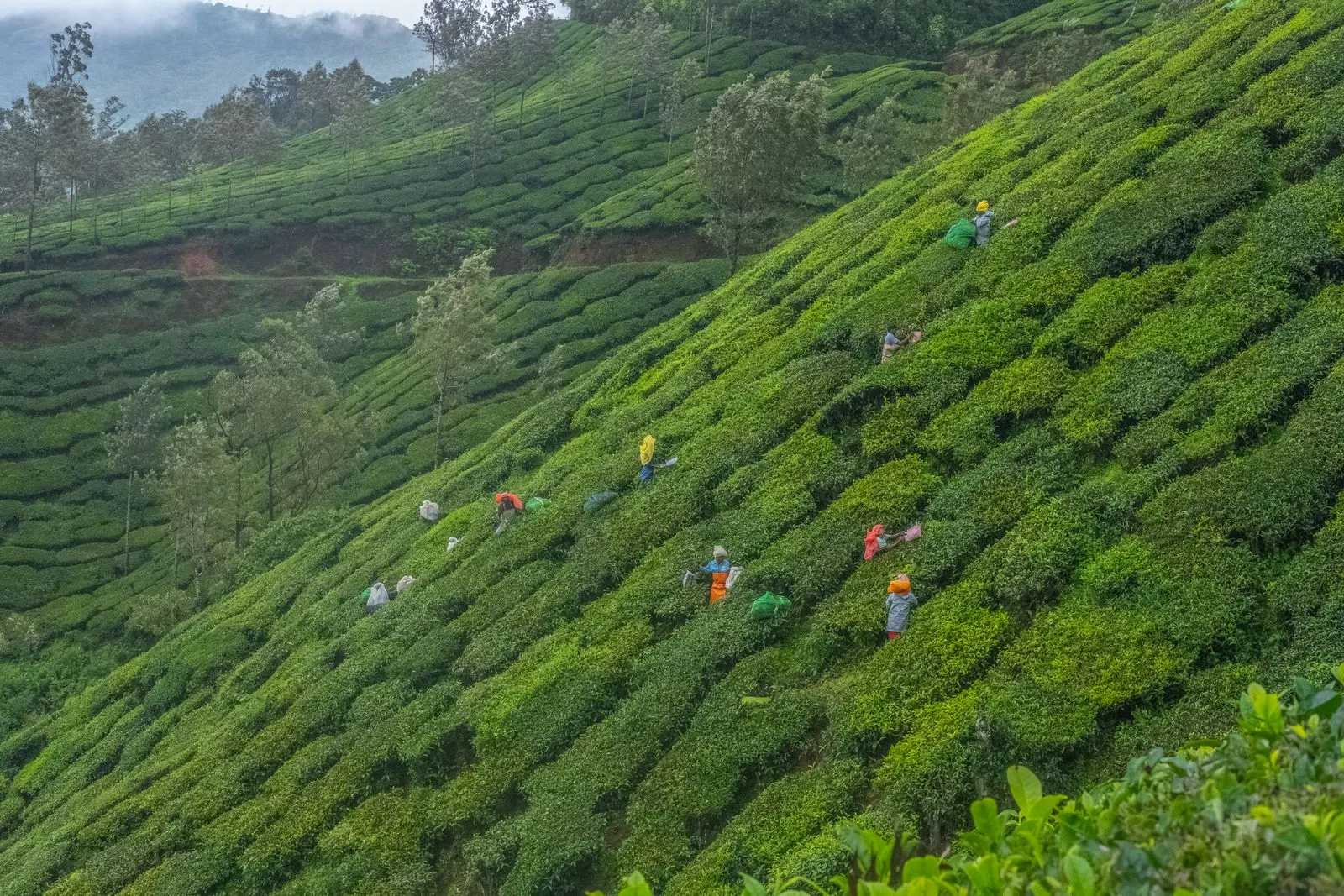 Workers plucking tea leaves on the steep green slopes of Munnar, Kerala