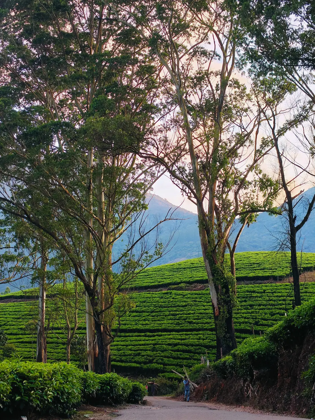 First light over tea gardens in the Western Ghats, India